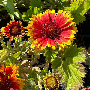 Meet your Posher, Jahna